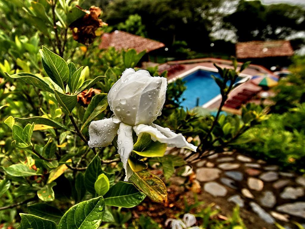 Esmeralda Coroico